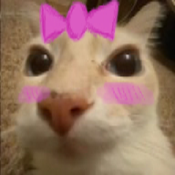 Chat